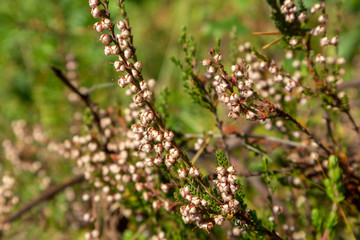 Small wild beige flowers branch with green grass macro close up in forest nature background 