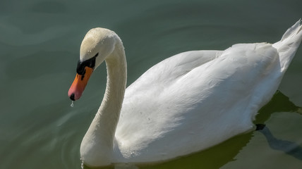 Beautiful white swan on the water