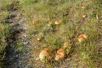 Big Funghi Porcini, yammy edible white mushrooms in wild nature forest. Food close up macro in sunny Finland