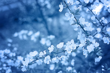 Spring flowering cherry in blue.