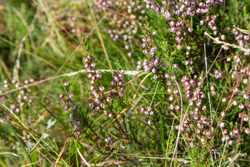 Small wild beige flowers branch with green grass macro close up in forest nature background 