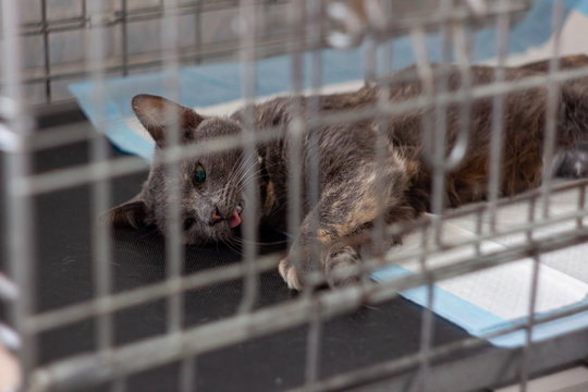  the cat recovers after surgery in a veterinary clinic locked in a cage. photo taken through the bars