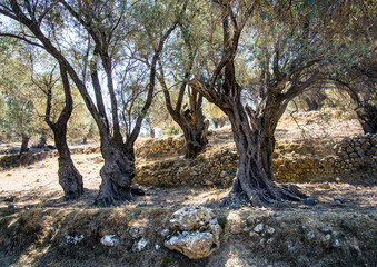 Fototapeta na wymiar Olive trees and dry stone wall, near Fourfouras, Crete, Greece