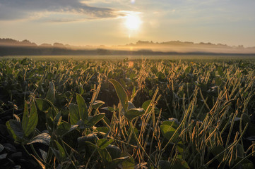 A misty autumn sunrise in a soybean field