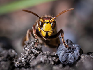 Closeup of a hornet in front
