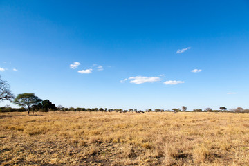 Tarangire National Park panorama, Tanzania, Africa
