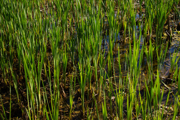 Obraz premium growing marsh grass in straight lines and rows in the sunlight