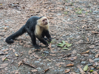 Capuchin monkey runs on the floor