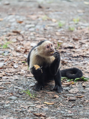 Black and white Capuchin monkey eating a cracker