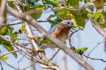 A close up of an Eastern Bluebird perched on a limb in the forest at Yates Mill County Park in Raleigh North Carolina.