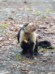 Capuchin monkey looks sideways as it gives the finger