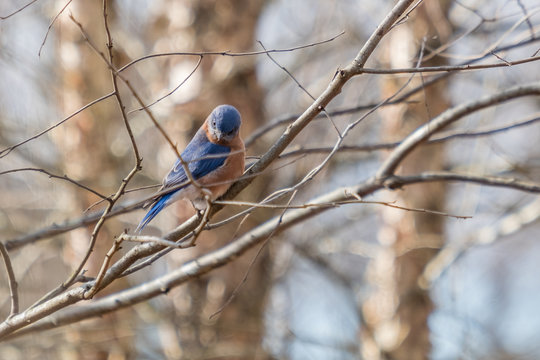 A vividly colored Eastern Bluebird makes a funny expression as if saying SERIOUSLY at Yates Mill County Park in Raleigh North Carolina.