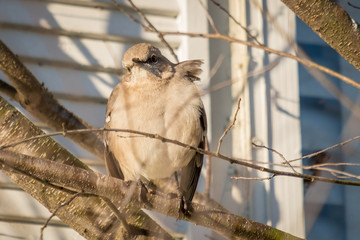 A front view of a fluffed up Northern Mockingbird on a breezy morning in Raleigh, North Carolina.
