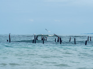 Fototapeta na wymiar Pelican and seagulls stand in wood poles in the sea one of the seagulls fly as the waves dance in the sea