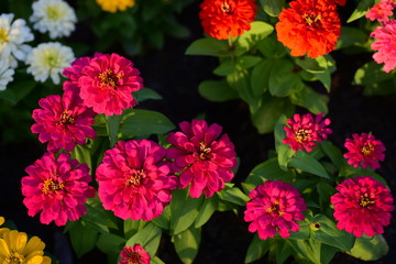 Colorful Flowers Garden,Flower Blooming ,Beautiful Flowers Garden Blooming	