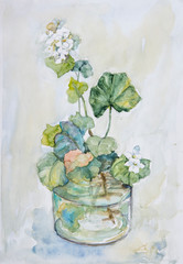 plant in the can, swamp flower, white flowers,water-lily in watecolor