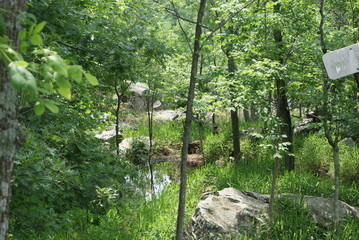  quiet forest river among green trees