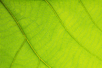 Closeup of tropical green leaf with skeleton texture on white background with clipping path