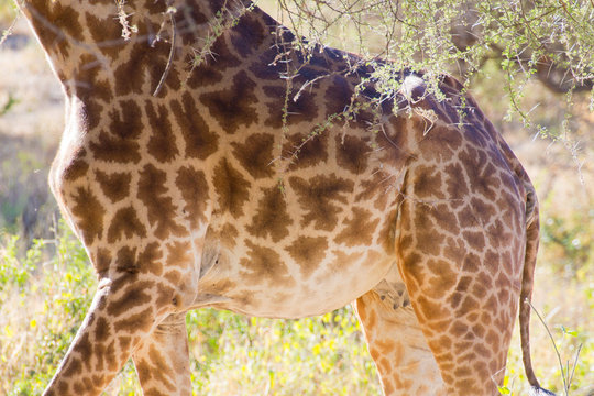 Giraffe close up, Tarangire National Park, Tanzania