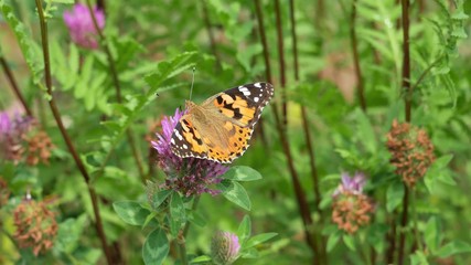 A butterfly sits on a red clover flower.