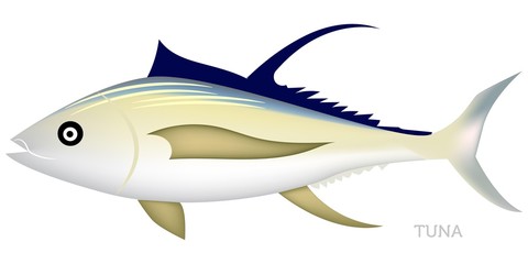 Tuna fish isolated on white background