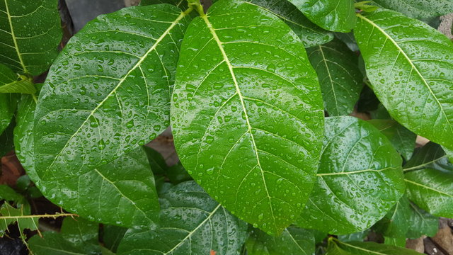 Green leaves with dew drops and natural texture in the rainy season. Suitable for use as educational material and background images