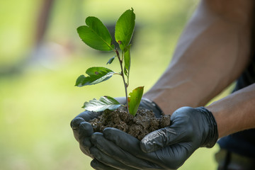 Man holding seedling in his hand