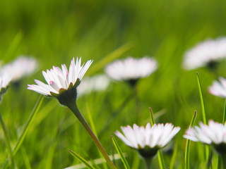 Spring, the nature awakening in the glow of light.