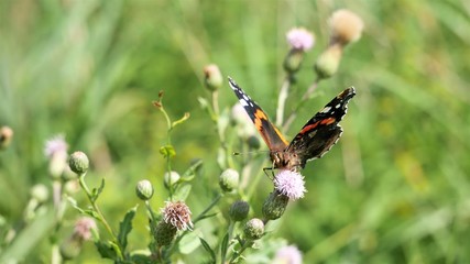 Butterfly vanessa atalanta sits on a thistle flower.
