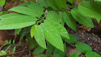 Naklejka premium Green leaves with dew drops and natural texture in the rainy season. Suitable for use as educational material and background images