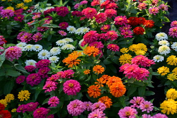 Fototapeta na wymiar Flower Blooming ,Beautiful Flowers Garden.