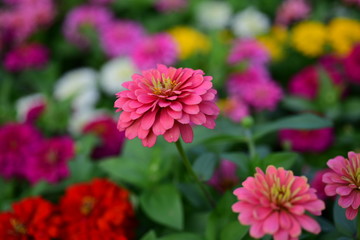 Flower Blooming ,Beautiful Flowers Garden.