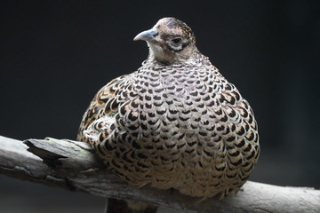 鳥