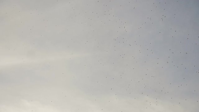 mosquitoes insects cloud lifestyle concept nature infection viruses . lot of midges in the air . Many large cloud of a mosquitoes against colorful sky