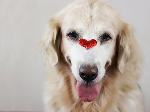 Golden Retriever Dog Smiling With Her Tongue Out , Having Red Glitter Heart On Her Nose