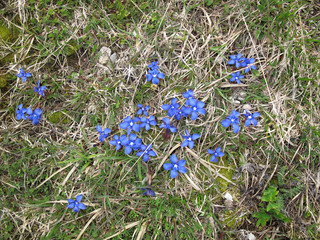 Gentiana verna