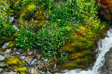 Scenic landscape with clear spring water stream among thick moss and lush vegetation. Mountain creek on mossy slope with fresh greenery and many small flowers. Colorful scenery with rich alpine flora.