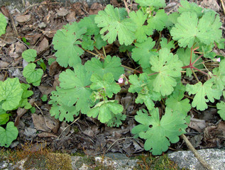 Geranium molle