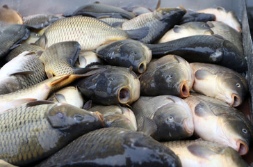 Fresh fish Carp. Catch of carp fishes