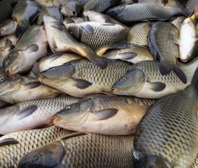 Fresh fish Carp. Catch of carp fishes