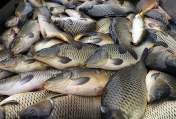 Fresh fish Carp. Catch of carp fishes