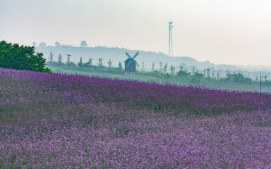Obraz premium Purple willow verbena flowers and windmills in full bloom outdoors in spring，Verbena bonariensis