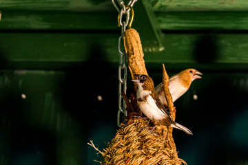 Gouldian Finches Perched in their Cage