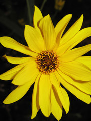 Helianthus tuberosus