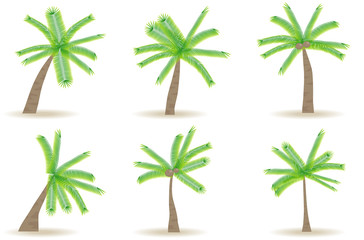 Palm trees with shadow isolated on white. Palm trees isolated on white background. Beautiful palma tree set vector.