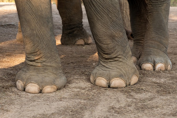 nail and foot of elephant