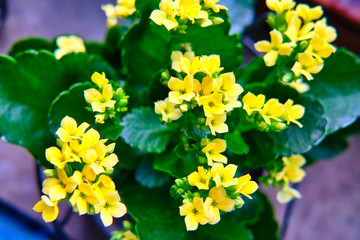 Pianta succulenta con fiori gialli