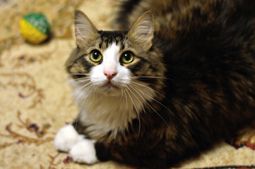 cat with a toy on the carpet