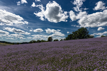 Fototapeta na wymiar Fields of phacelia, bees, grasslands, flowers, sky, clouds
