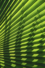 Natural green background. Texture of green leaf of palm tree with shadow. Cropped shot, vertical, closeup, free space. Concept of nature and design.